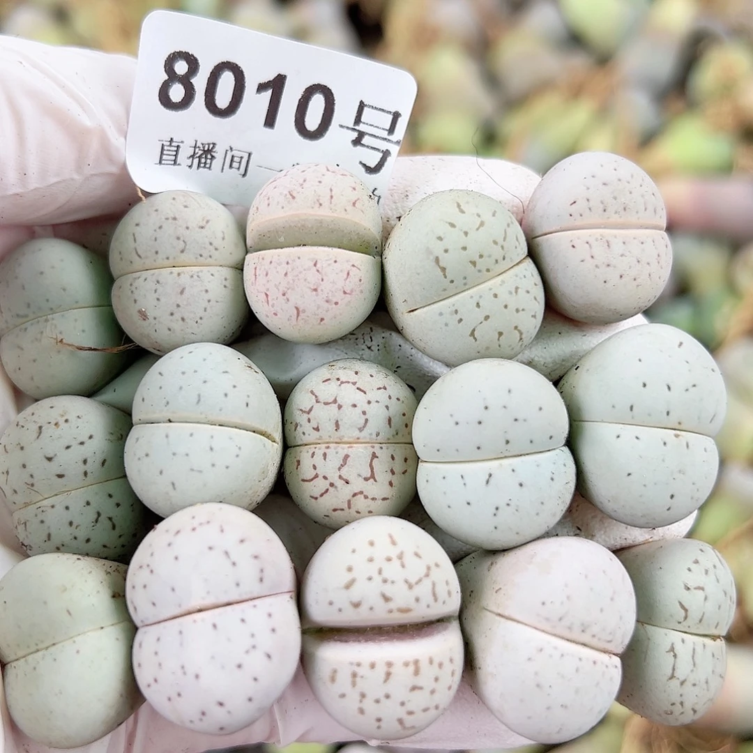 8010 好养易活生石花大母本15个2cm左右