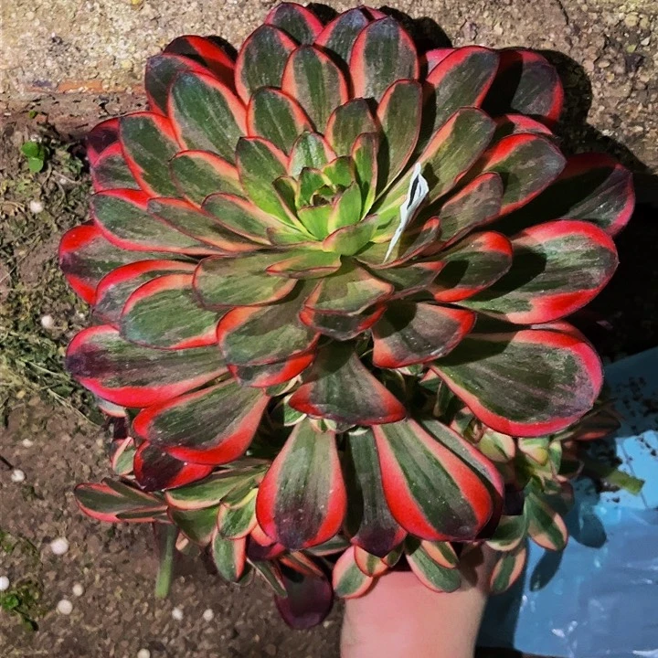 240纳福多肉植物处理不售后量拍