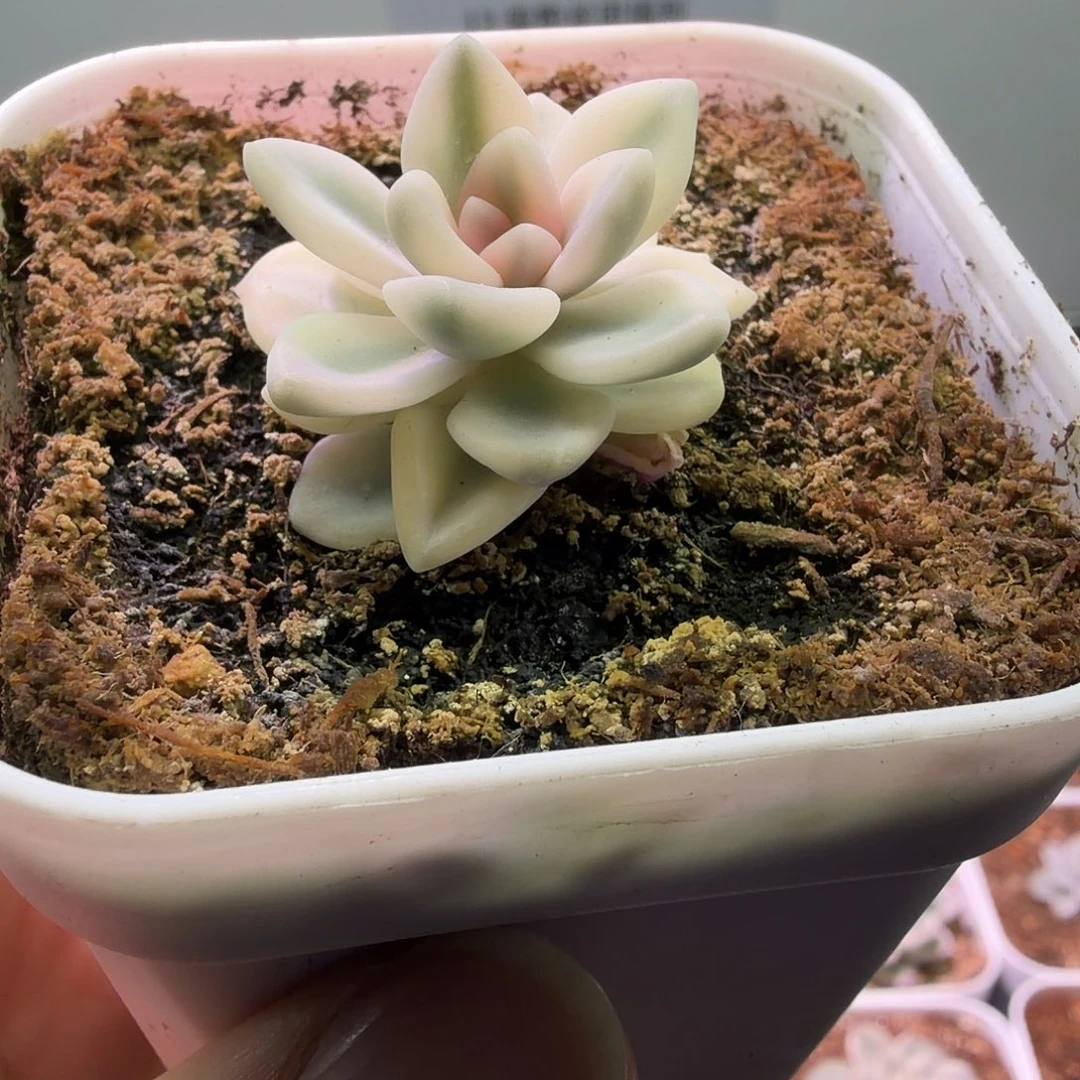 冬美人锦植物一物一拍