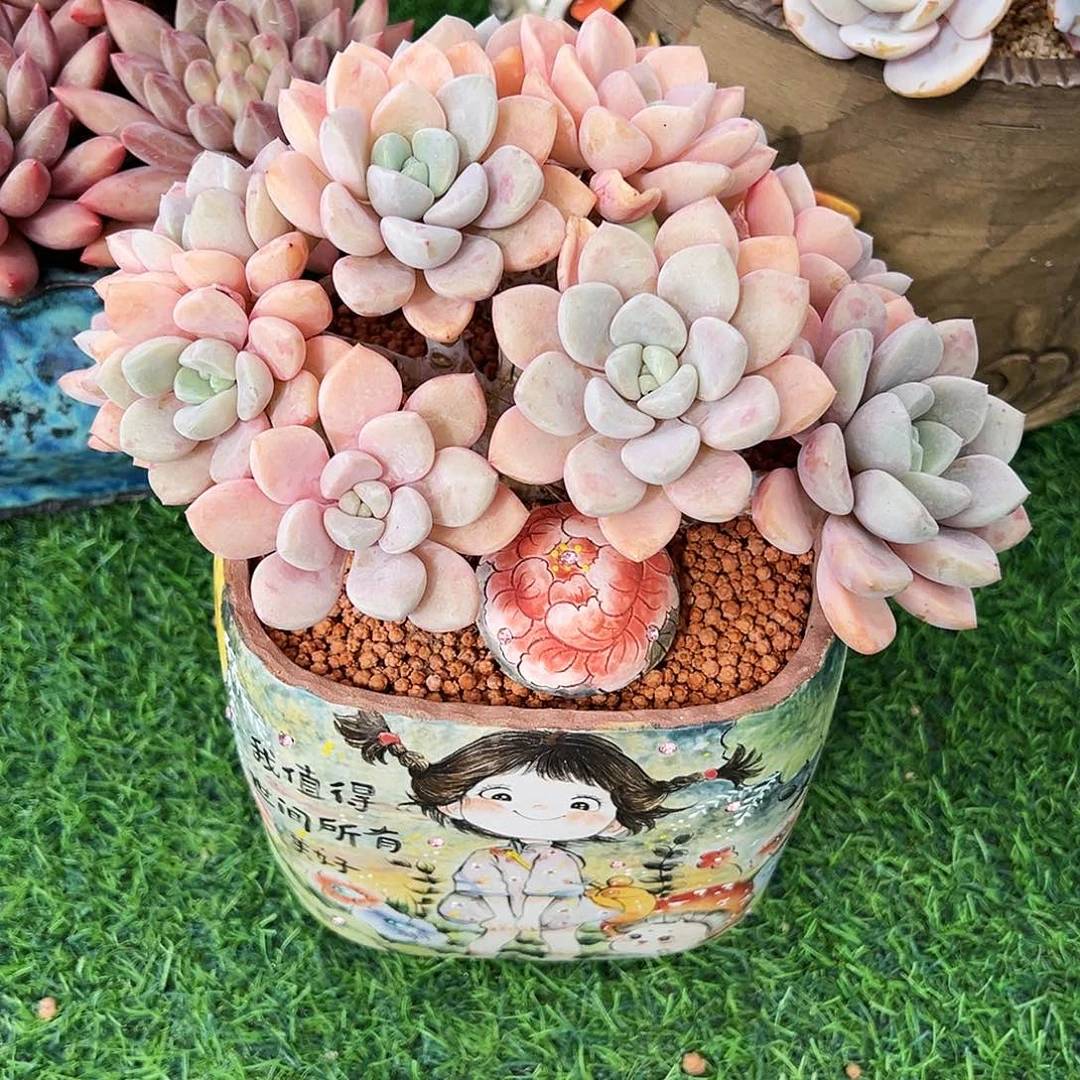 雨***后花瓣露缀1111111111111