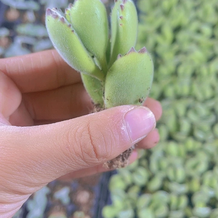 精品熊童子多肉植物