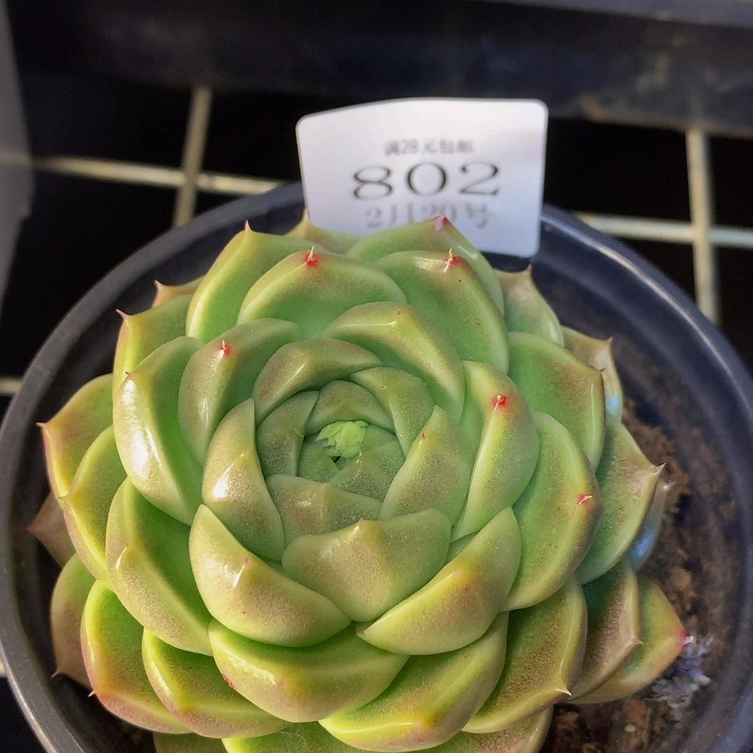 【闪购商品】云802