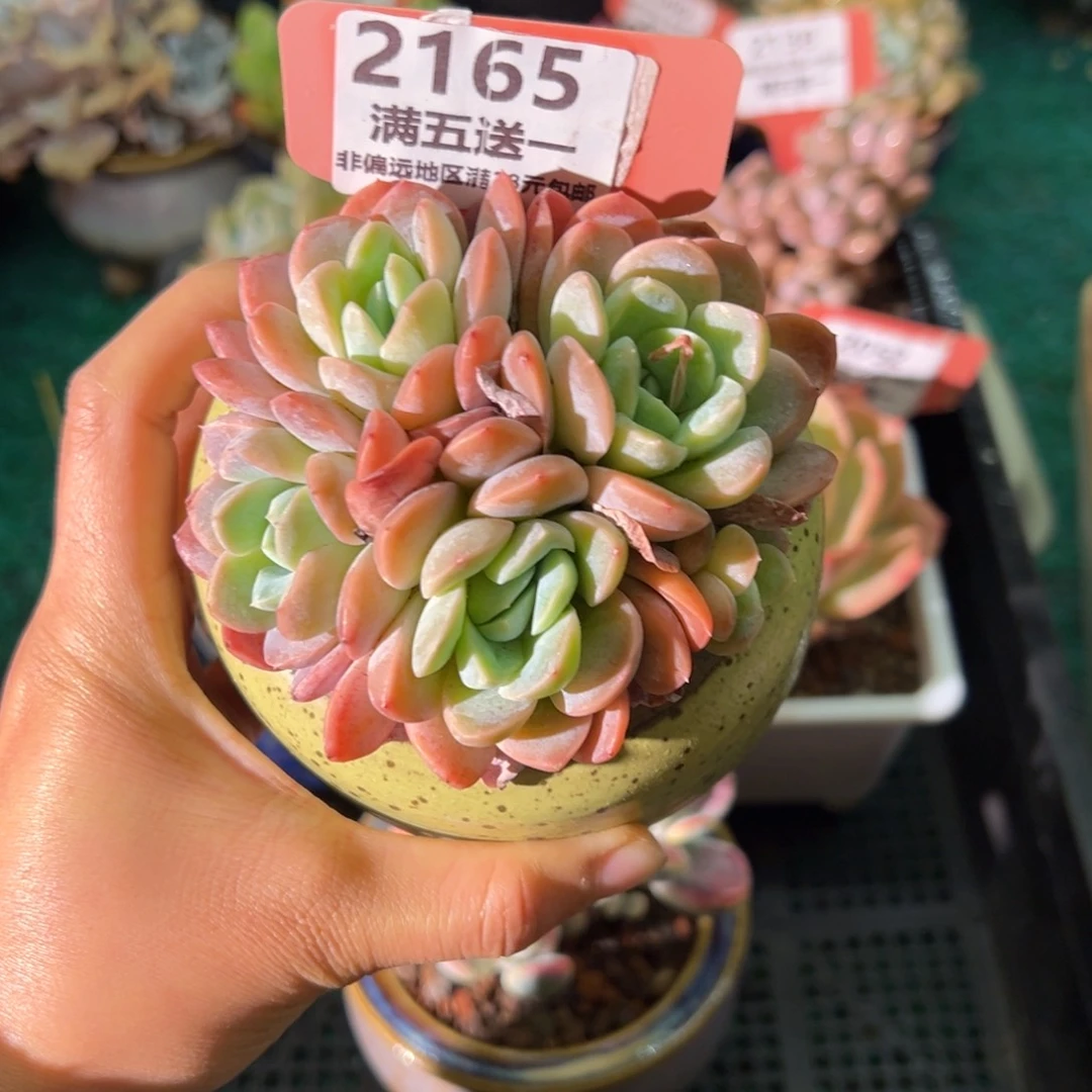 表妹精品精品多肉2165.