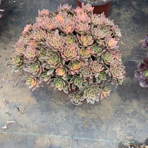 甜茶20多肉植物一物一拍