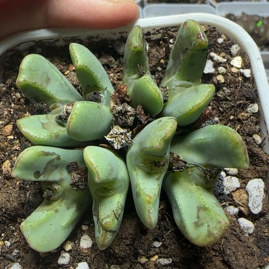 大眼睛嘟嘟嘴多肉植物54