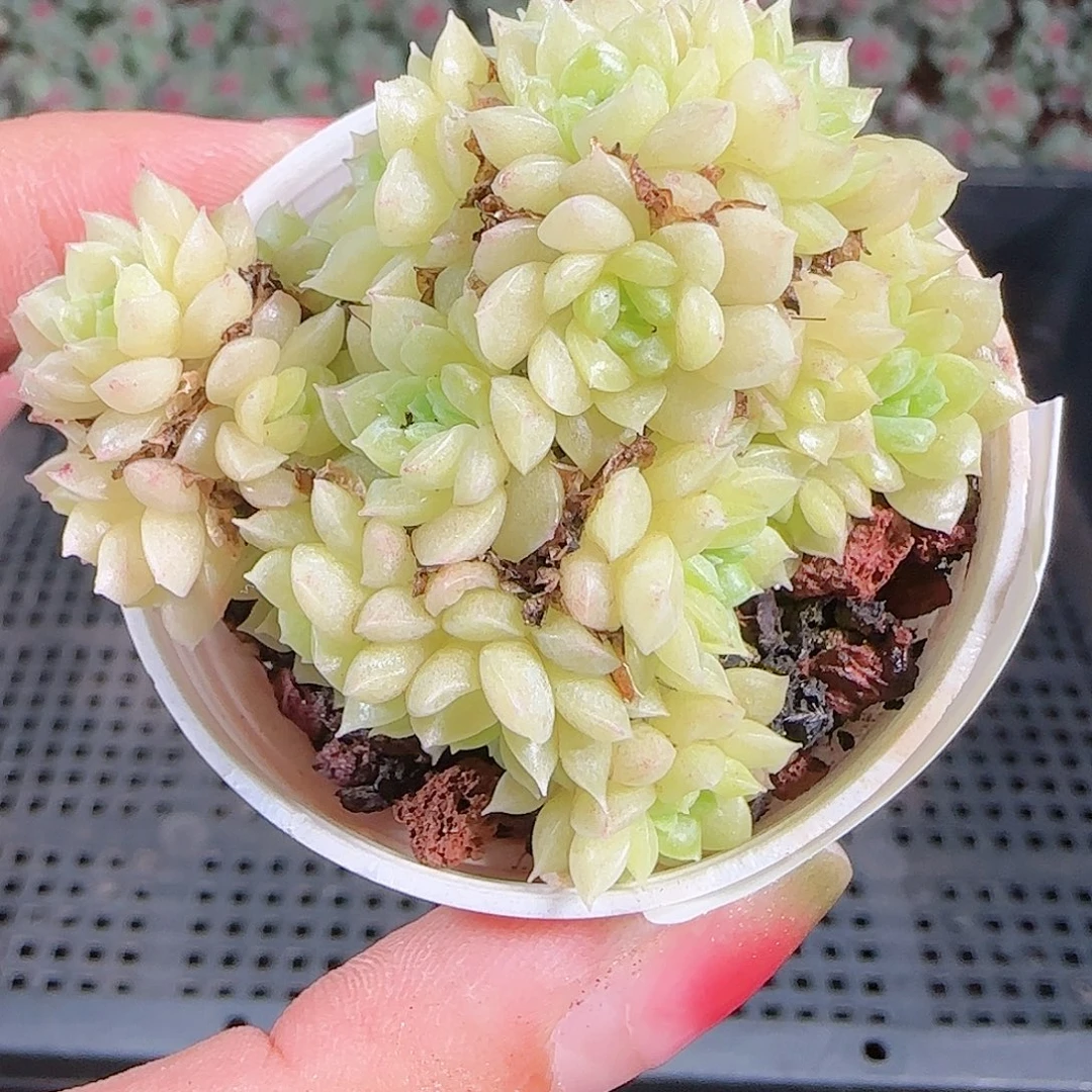 0923-77麦秆优选不包整