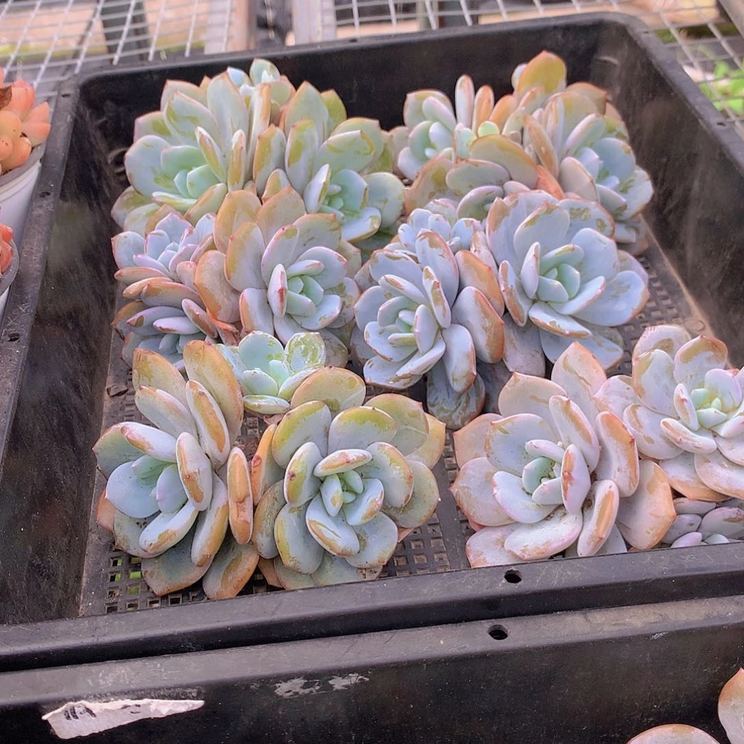 双头带崽韩奶茶356677889999