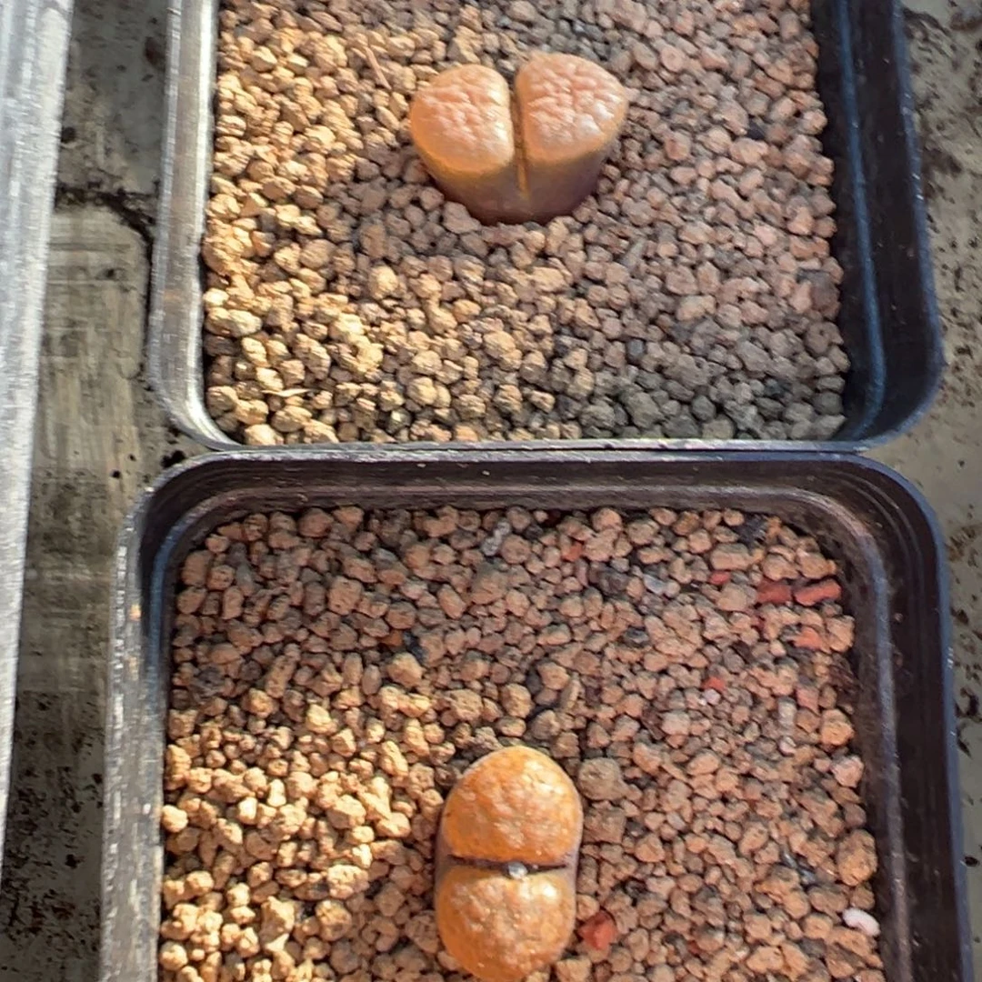 23-140量拍超级蛋糕风铃一颗
