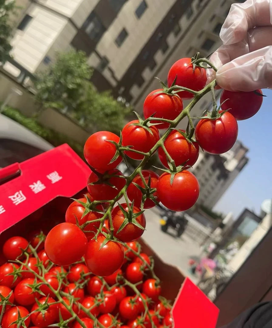 串收柿子一盒380g