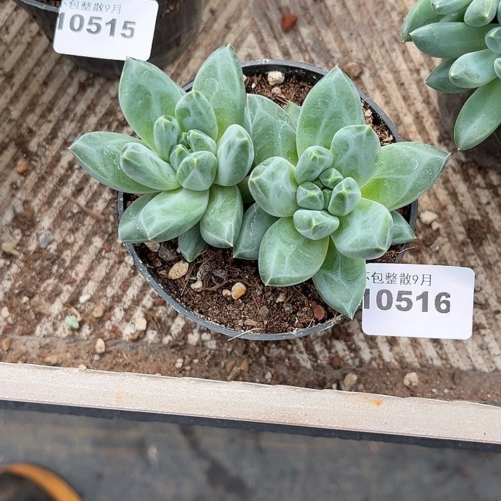阿雅园艺。         516