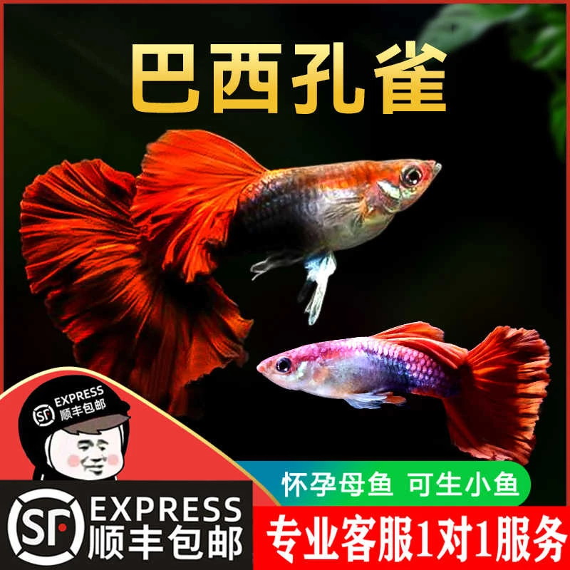 顺丰包邮  巴西红孔雀鱼 胎生鱼直接生鱼宝宝