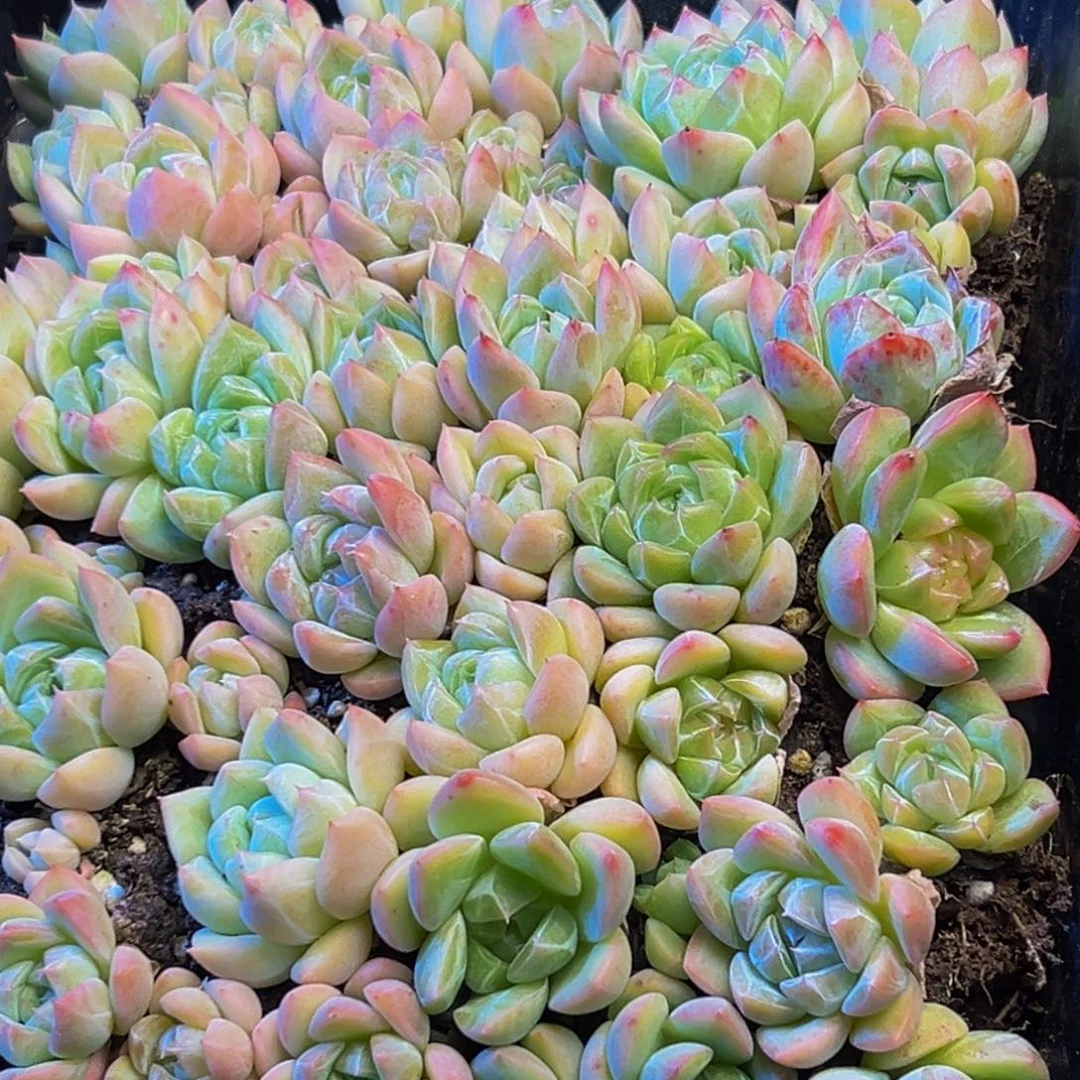 440多肉的我也是很喜欢吃