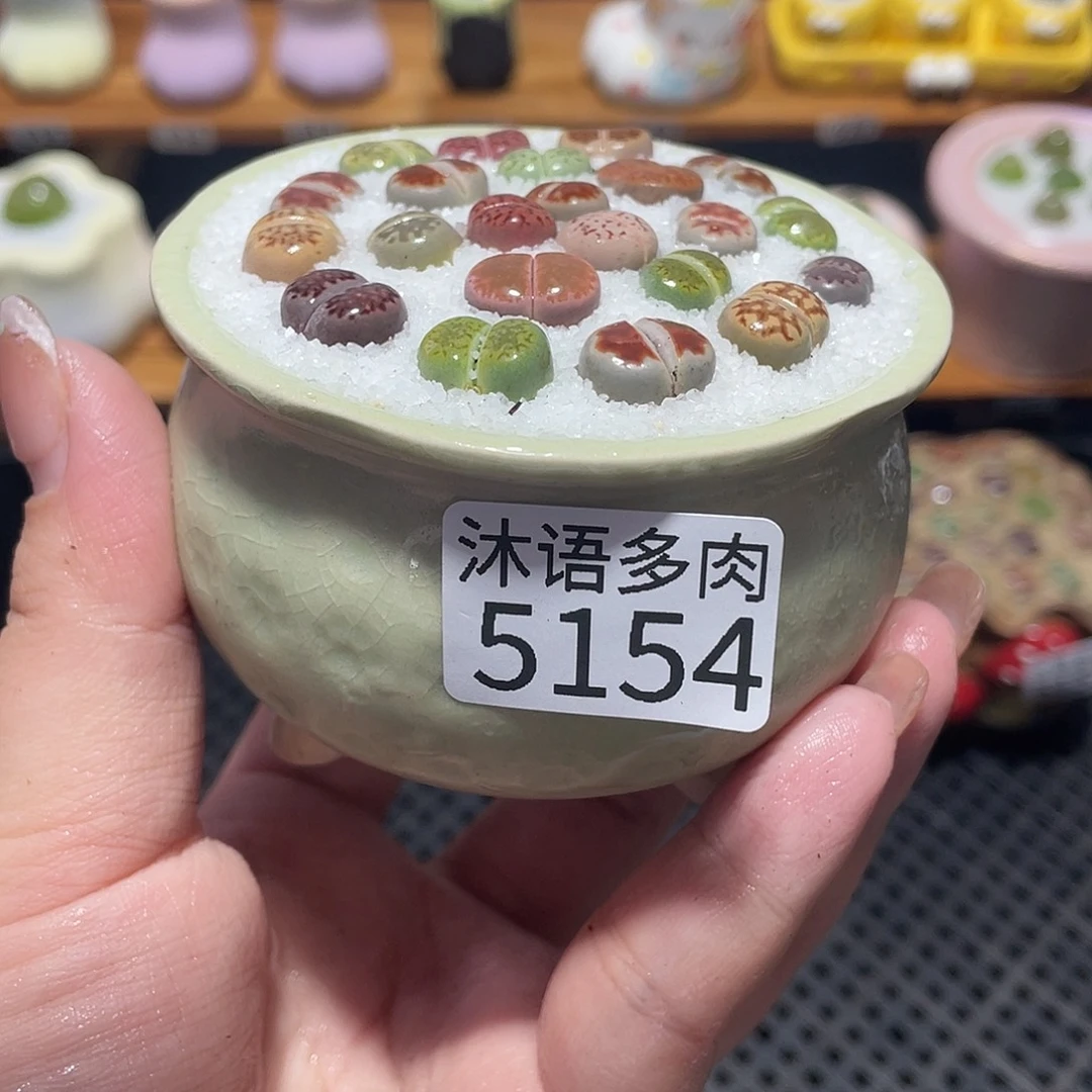 带盆土植物 一物一拍5154