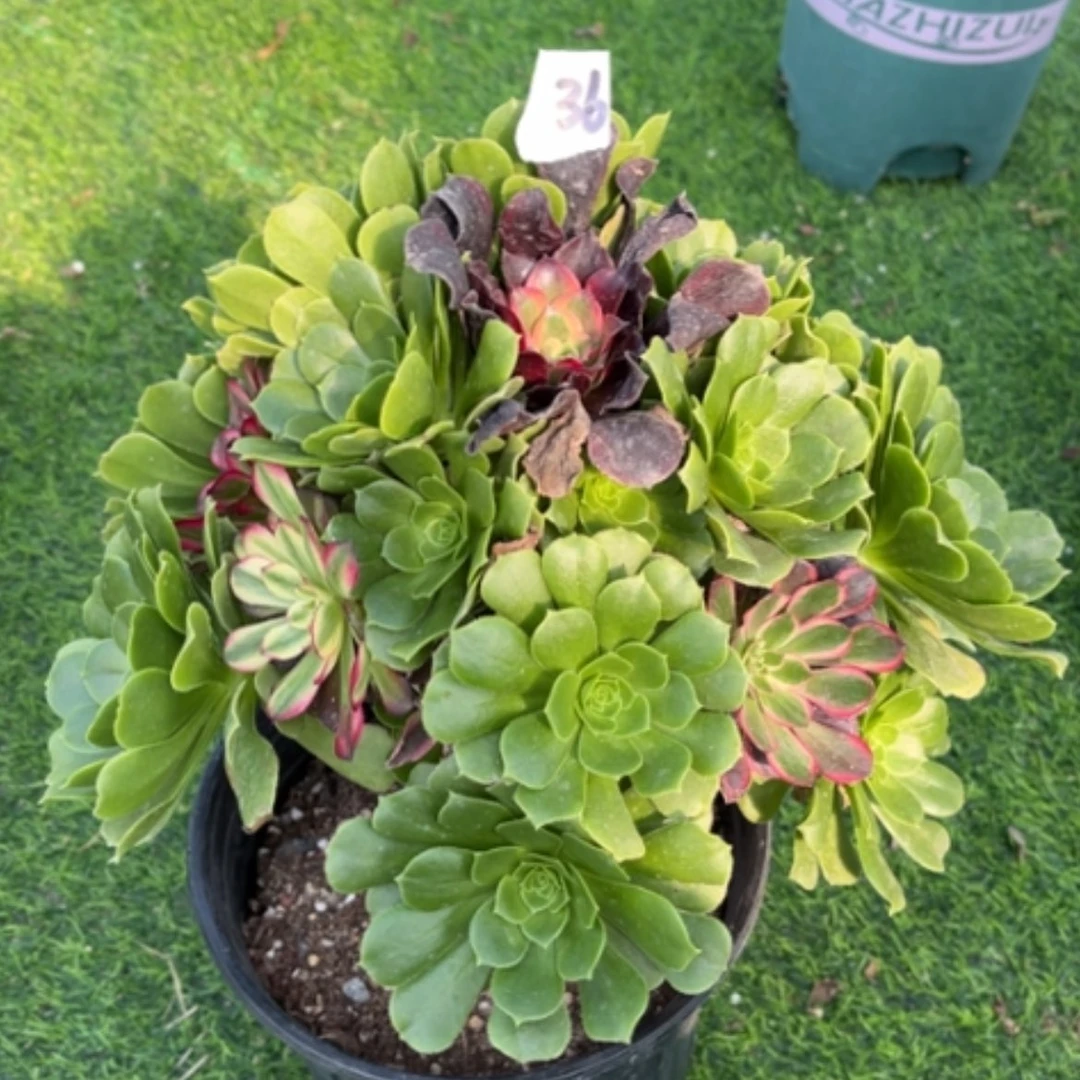 【闪购商品】36嫁接多肉法师