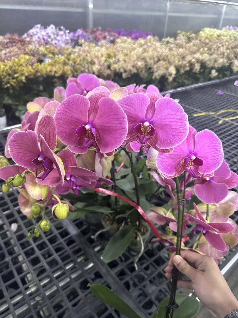 花悦里【烈焰红唇】大花带花带花苞发货 广州花卉源头基地