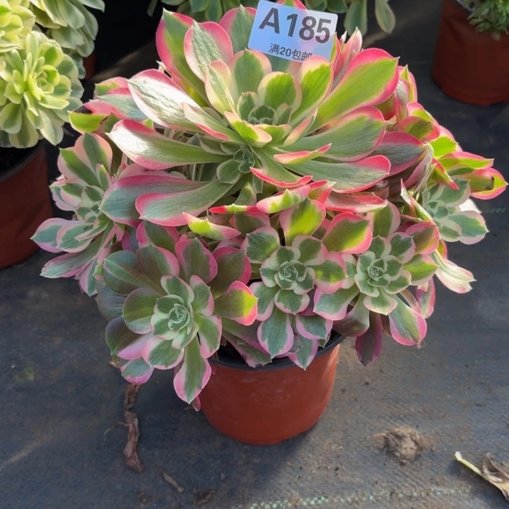 瑞妈，。。。。。。185布。，