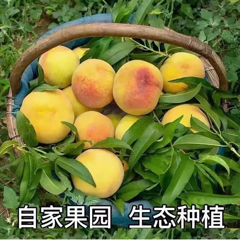 【上余村黄桃】上余村精品黄桃软硬两吃新鲜应季孕妇水果现摘现发