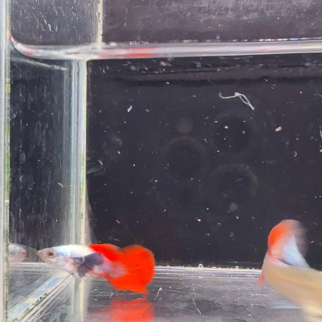 孔雀鱼鎏金花蝴蝶1对