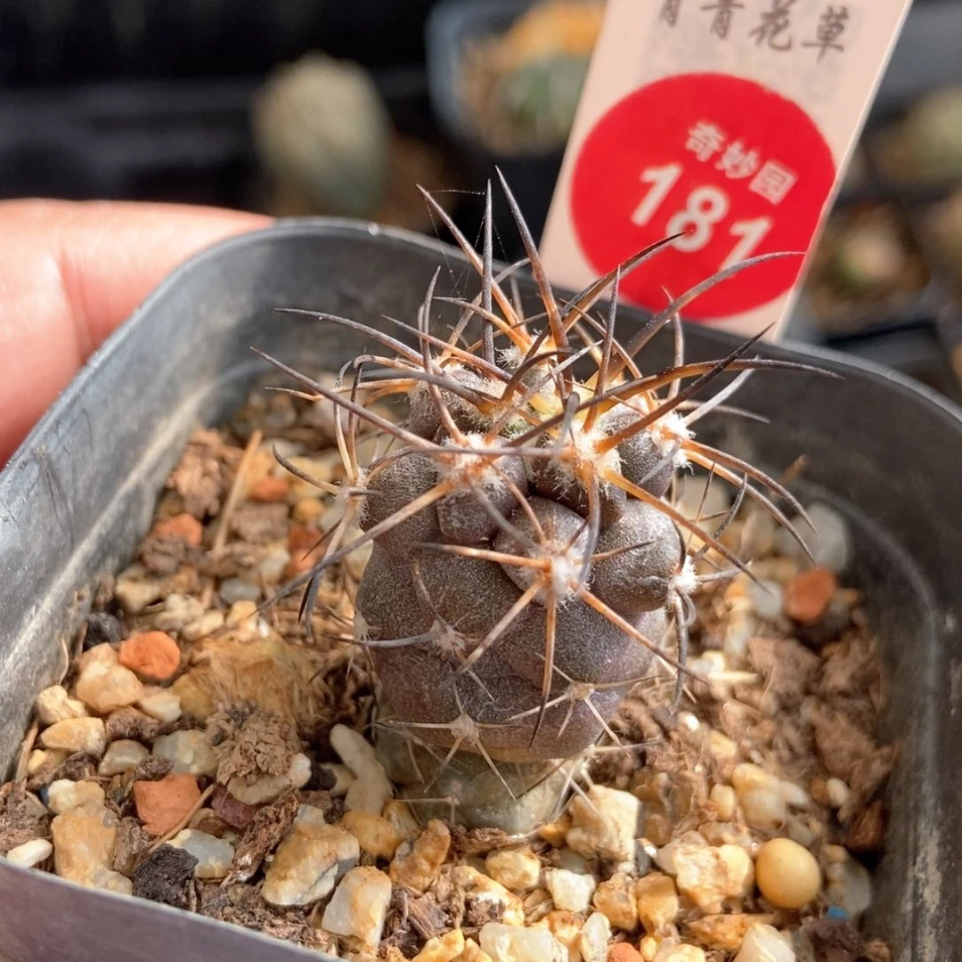 实生球上球狂刺龙爪球2.2cm