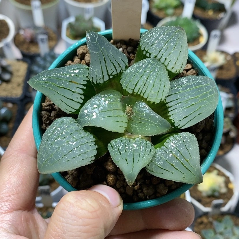 【闪购商品】114天空