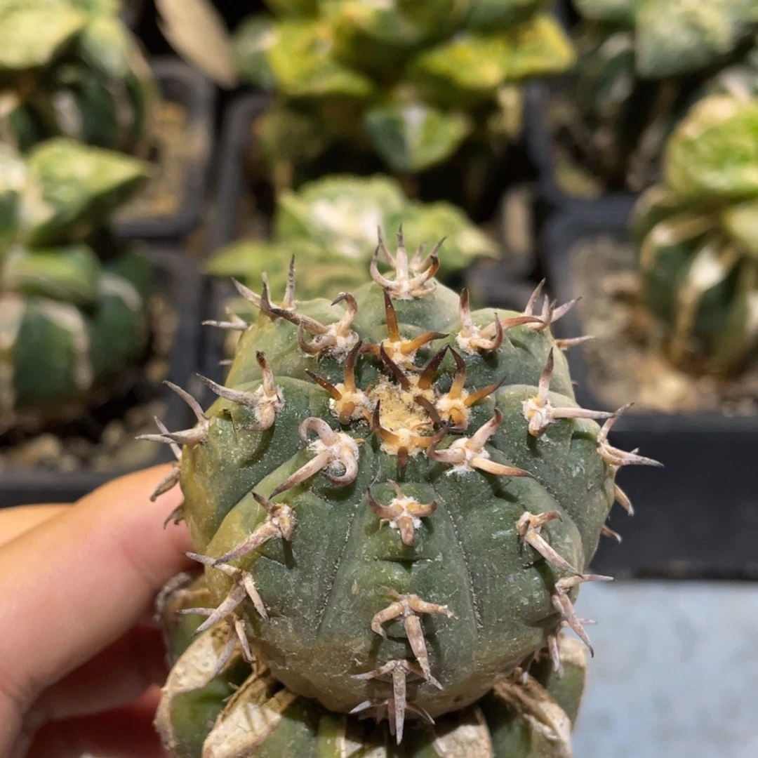 无花朵黄体猫爪002 仙人球