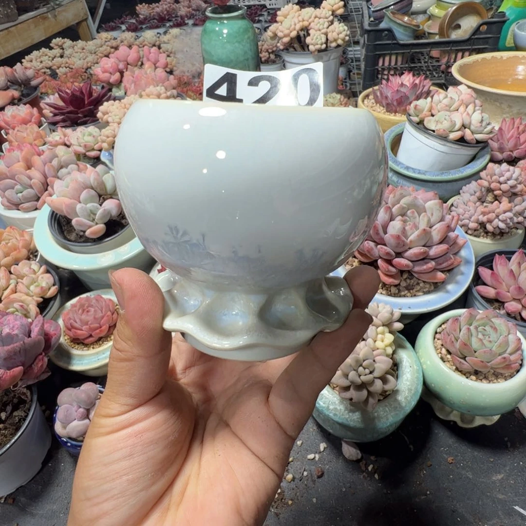 特价花盆满50发货 内口6.5