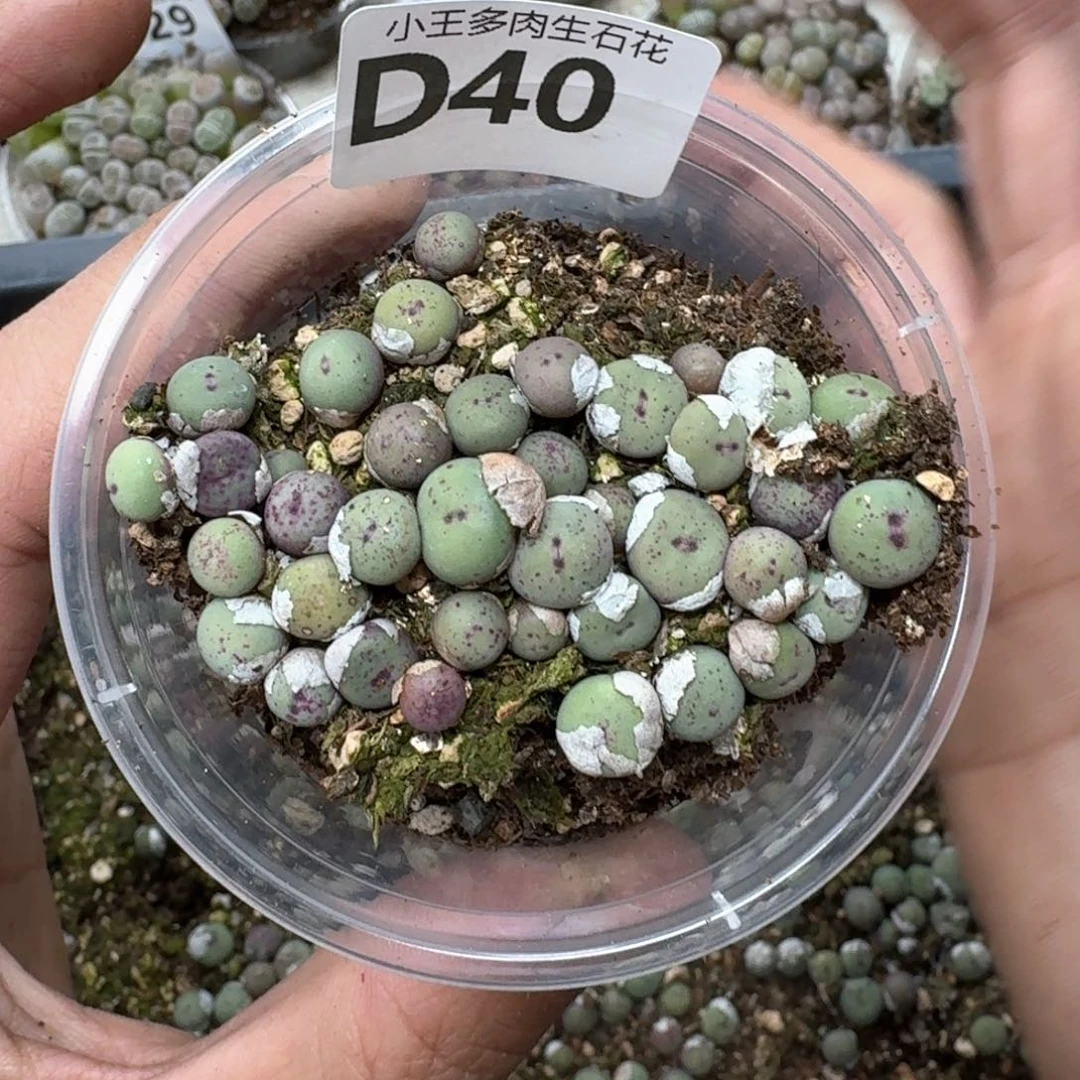 D40。 小红嘴一盒。 编号混合嘴