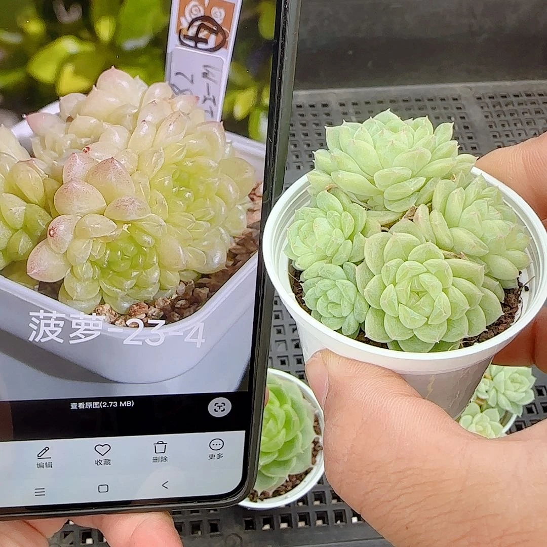 【闪购商品】0831-43（菠萝23-4）