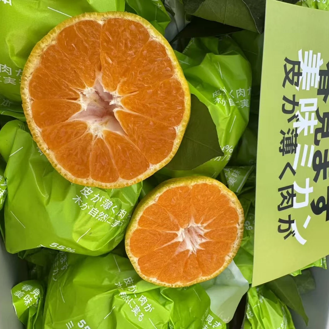 早期四川春见粑粑柑 8甜2酸四川省