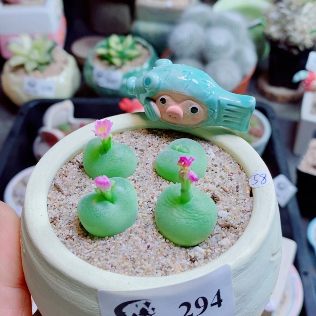 尔***尔生石花花花花花花花花294
