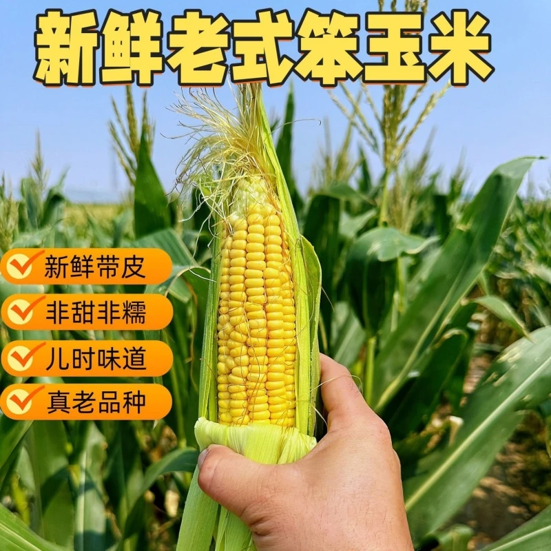 当季笨玉米颗粒饱满口感香醇浓郁自然成熟农家自种老式黄玉米