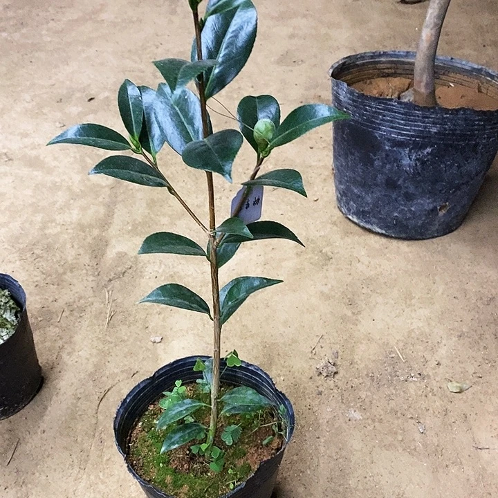 无花朵红喜糖。