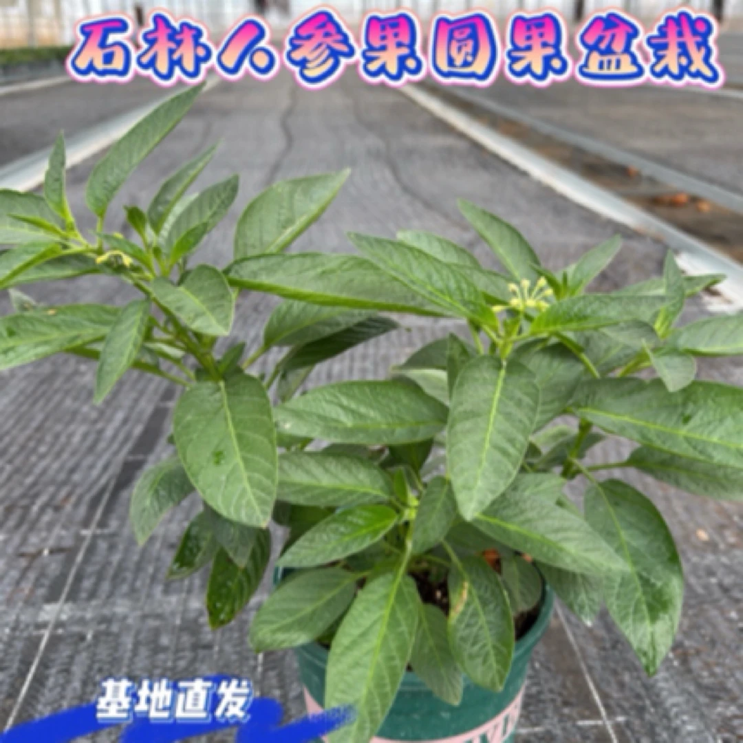 云南石林人参果盆栽壮苗好苗基地直发