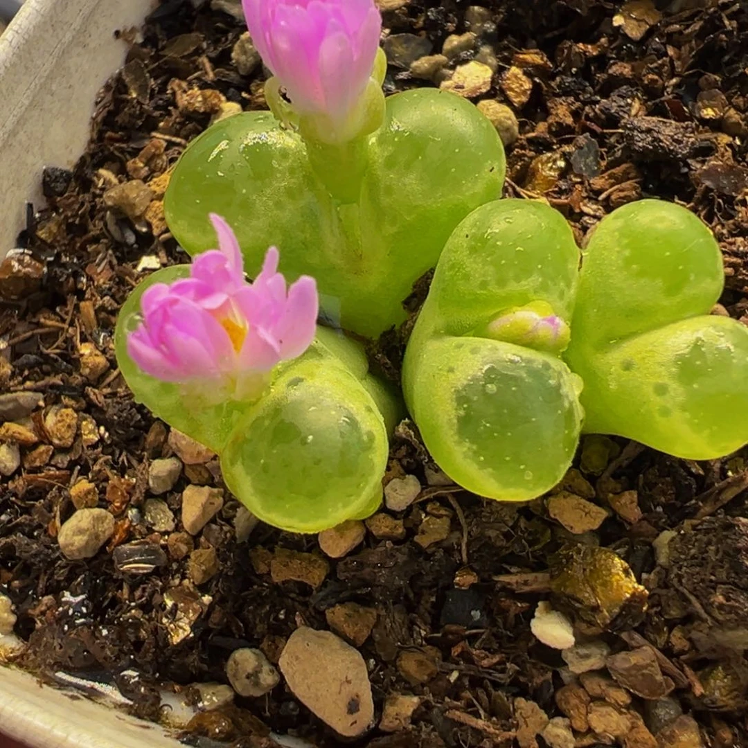084多肉植物种类多样