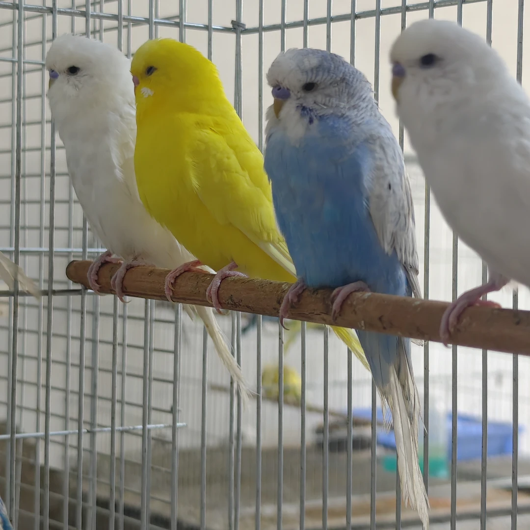 【直播间专卖X】虎皮鹦鹉 瑕疵虎皮