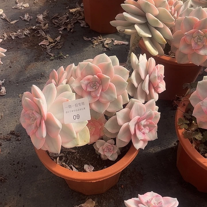 狼***ₒ紫乐锦大群，一物一拍