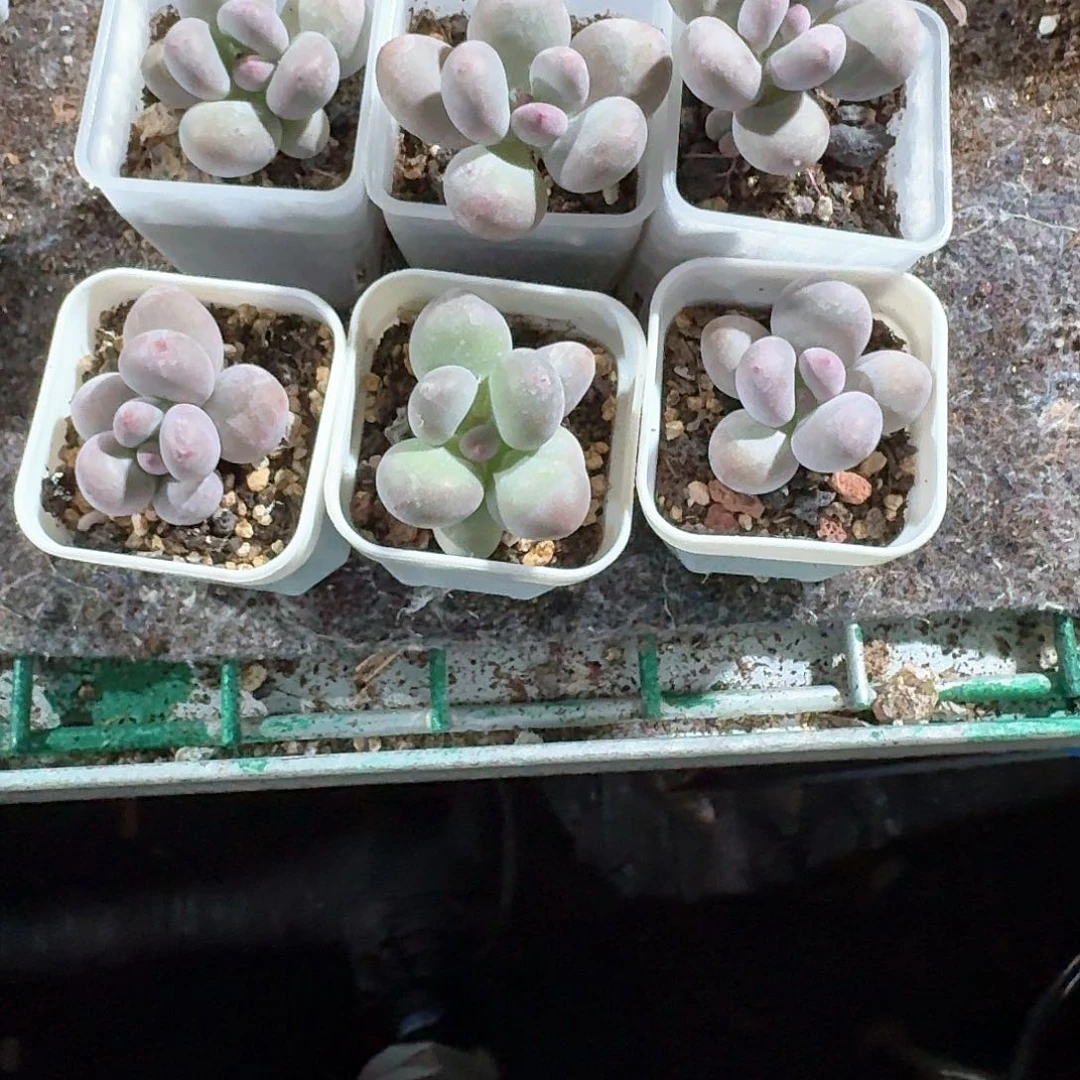 呸呸陪一物一拍专拍