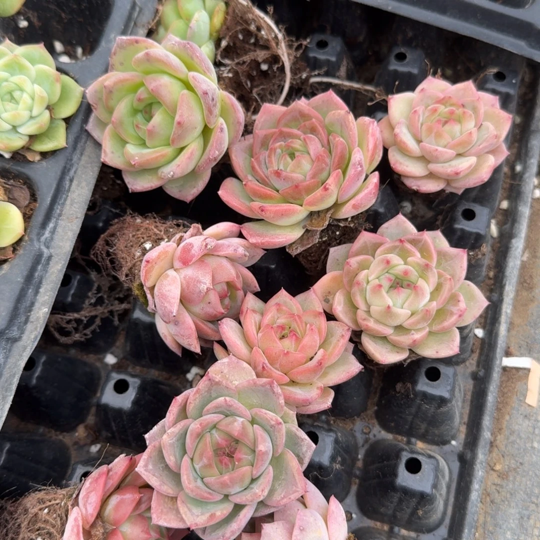 8-26珍妮十棵量拍发货左四