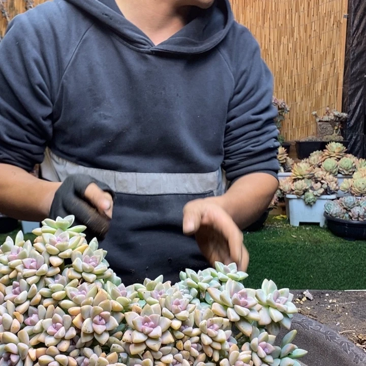 辉***烤19 号淡雪多肉植物