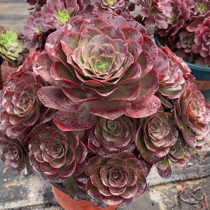 102魅金玫瑰精品法师多肉