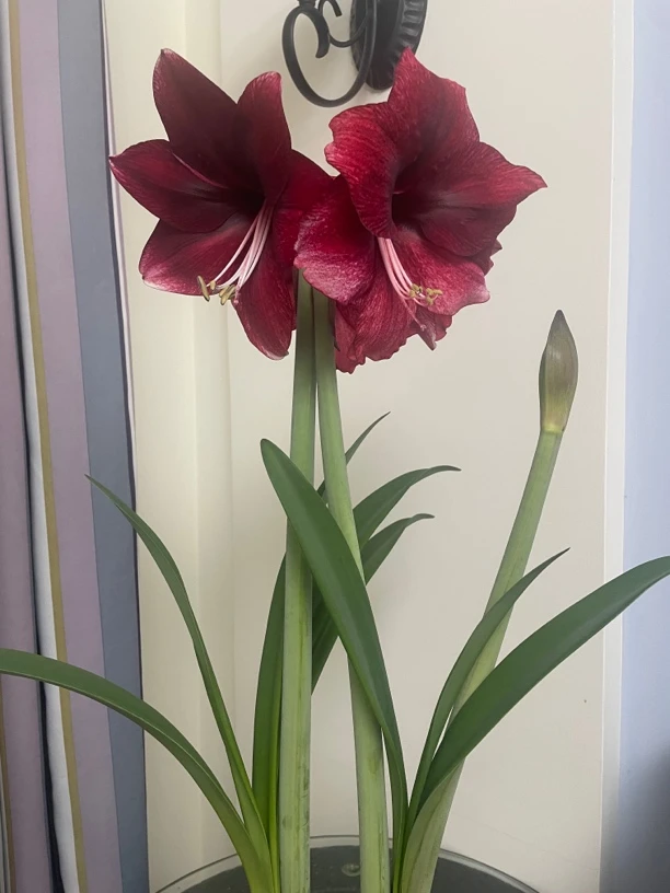 单瓣朱顶红种球花卉-达芙妮，尺寸6+对版不包后期养护