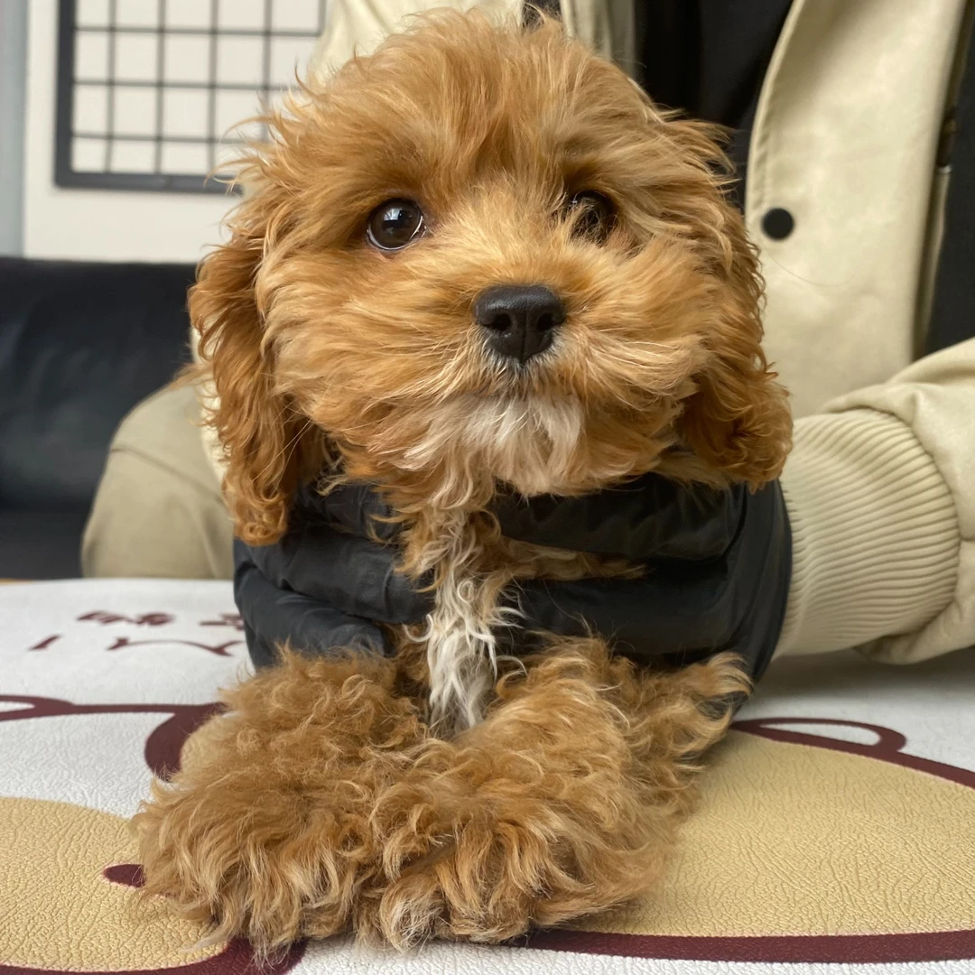 【卡卡】可卡布红白妹妹8月8日生