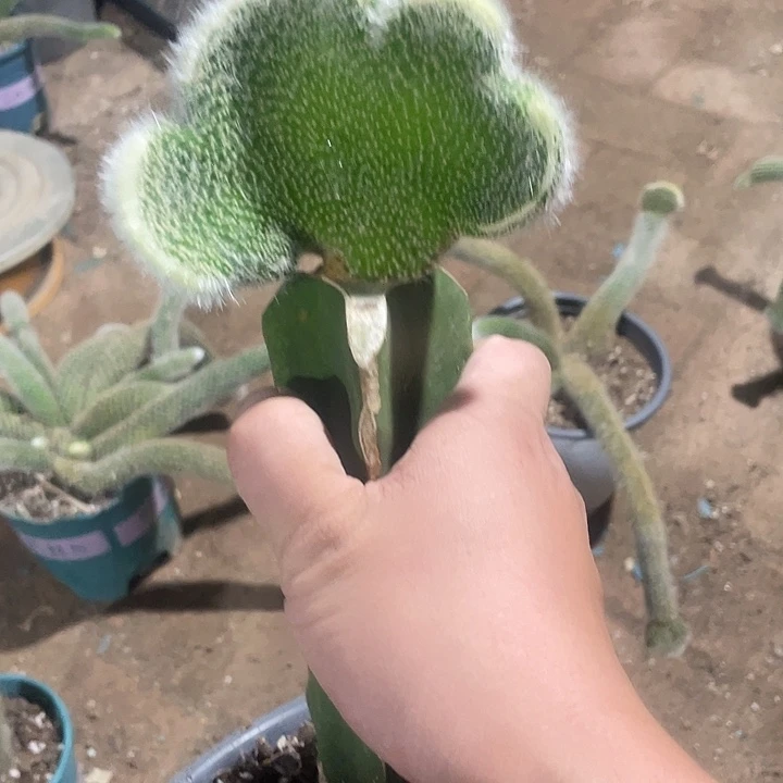 爱***主九尾狐嫁接缀化25