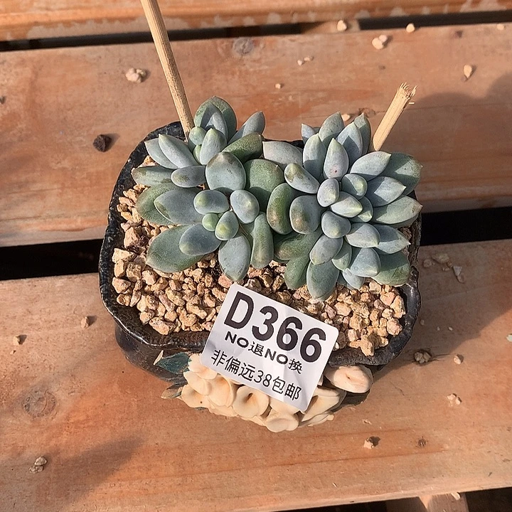 开***靡胖哥特朵朵 366 基地已转处理 7-8天发货