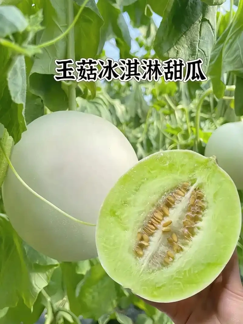 【试吃5斤】山东玉菇批发冰淇淋甜瓜当季新鲜头茬软糯香甜水果