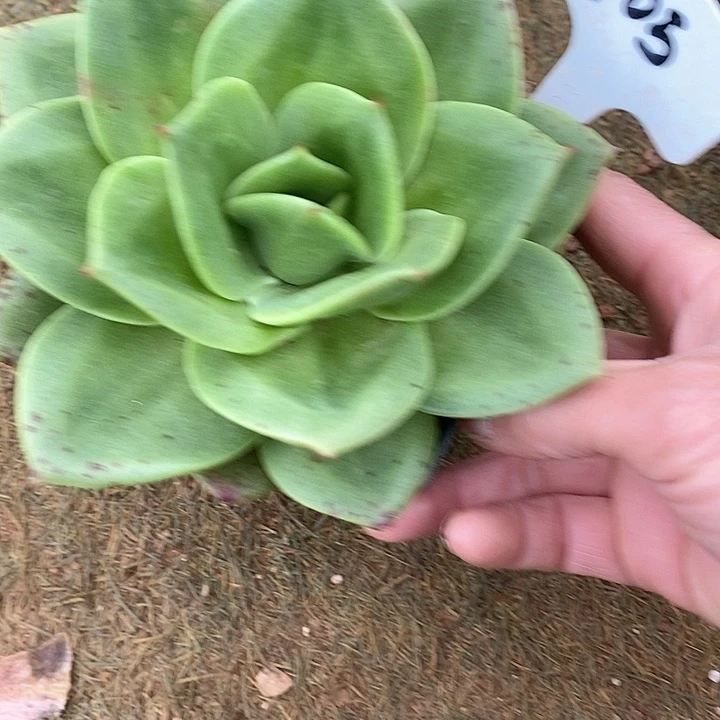 905-直播福利狮子王