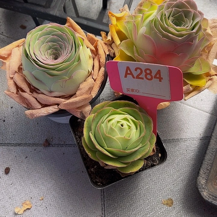 人**晚精品系列山地玫瑰