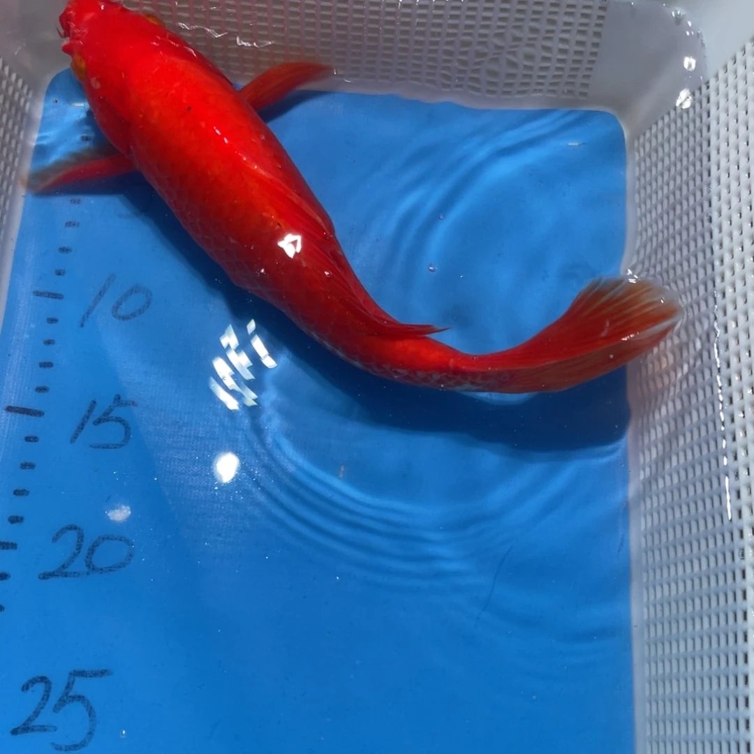 锦鲤蝴蝶鲤锦鲤包邮