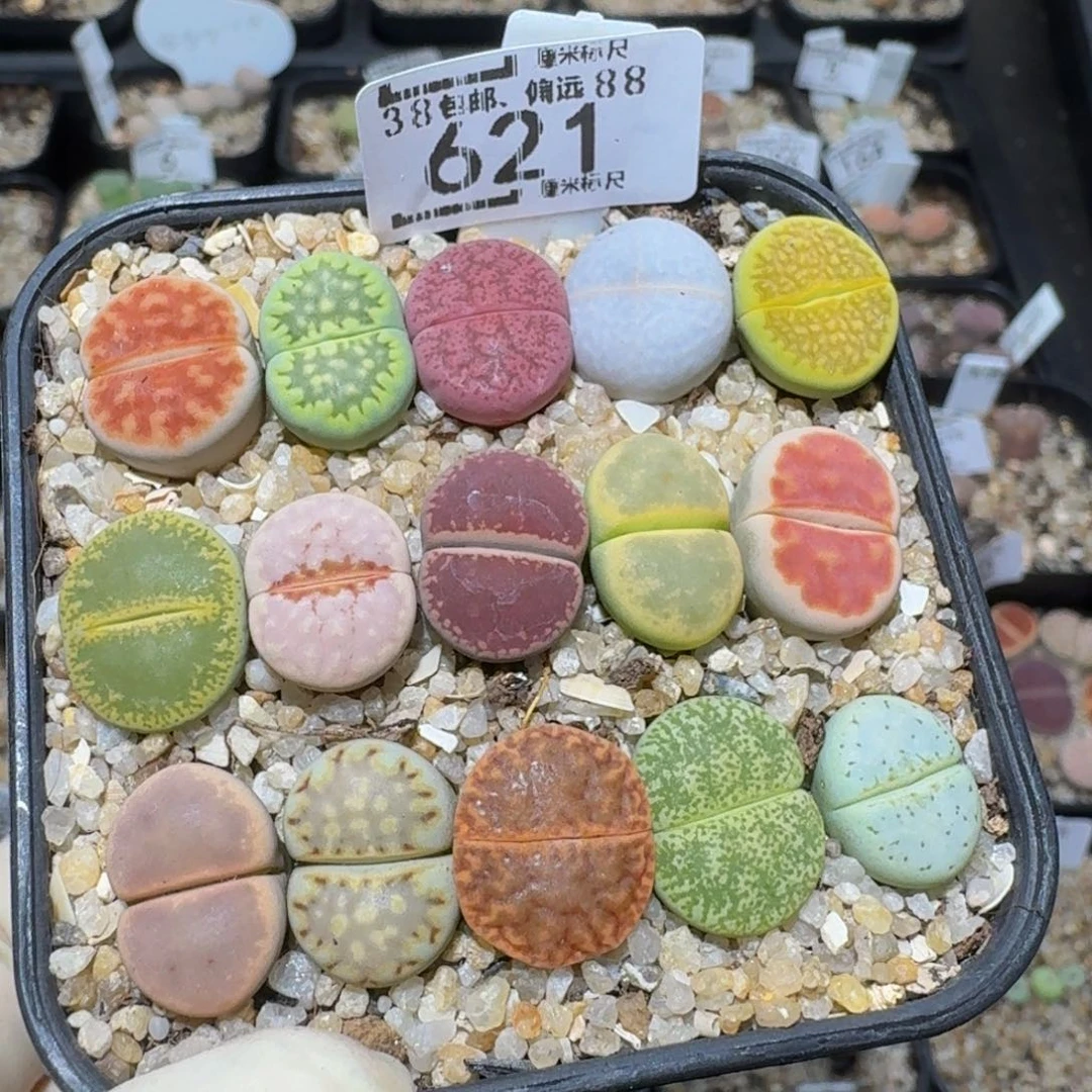 zzzzz生石花肉锥621
