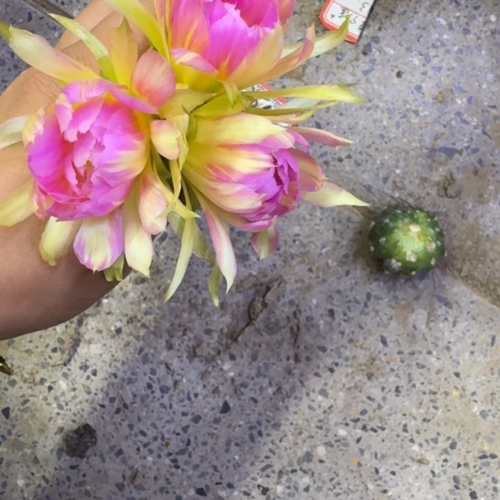 306丽花汤姆歪无根侧牙3公分左右，20包邮